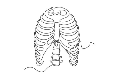 Single One Line Drawing Rib Cage Anatomy Human Organ Concept