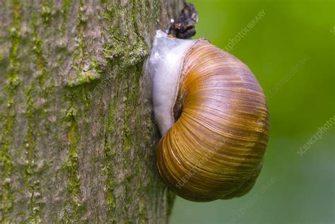 Edible snail - Stock Image - C014/9652 - Science Photo Library