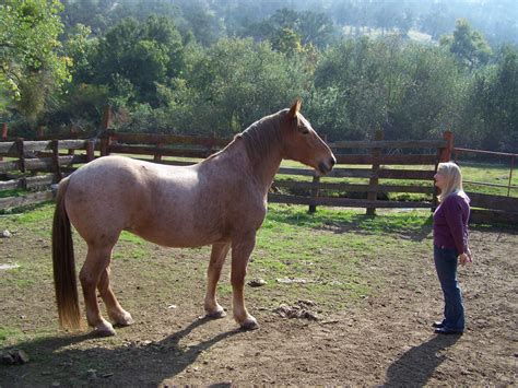 Foothill Writer: The Strawberry Roan