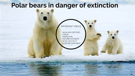 Polar bears in danger of extinction by Dominique Margarit Zlatar on Prezi