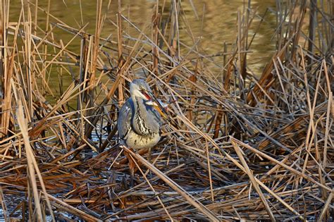 Bird Grey Heron Prey Free Photo On Pixabay Pixabay