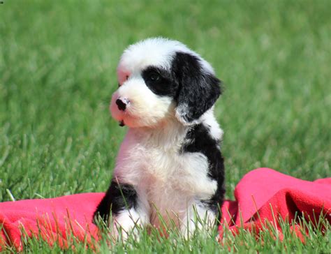 Sheepadoodle Puppies for Sale | Greenfield Puppies