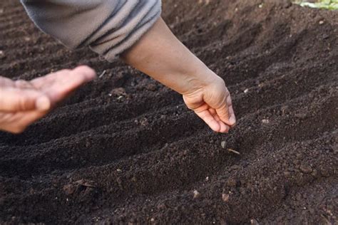 Sow Vegetable Seeds Womans Hand Makes Small Seeds In The Black Earth