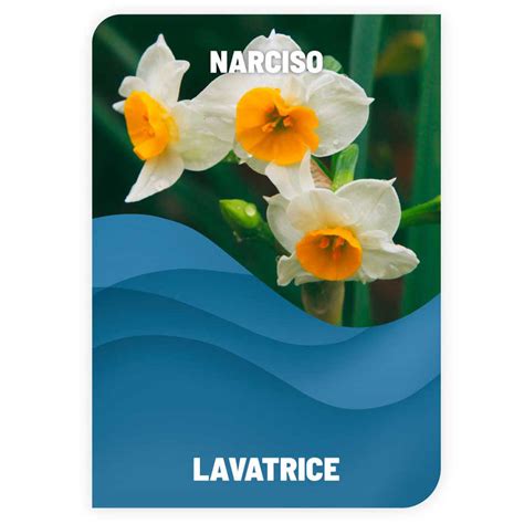 Lavatrice Narciso Sfuso 1 Kg Emporio Nuova Elica