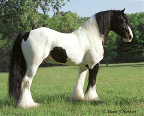 Types and Breeds of Horse | HubPages