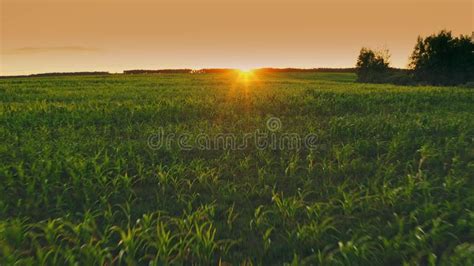 Cornfield At Sunset With Camera Moving Forward Above The Corn Tops