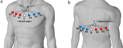 Marker Placements Of Thoracic Shape A Upper Thoracic Shape Uts B