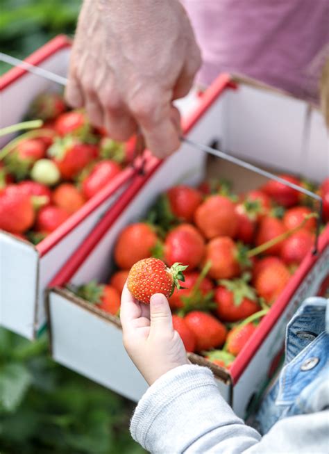 Strawberry Picking! - How Sweet Eats