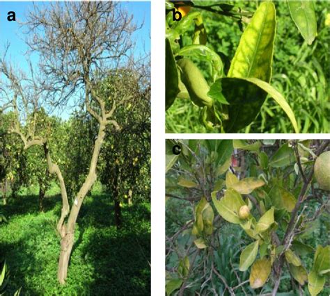 Figure 1 From Survey Results Of Citrus Tristeza Virus Ctv In Crete And Detection By Direct