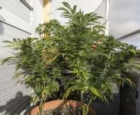 Jack Herer Sensi Seeds Galerie Des Vari T S Page No