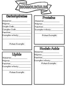 Biomolecule Review Activity By Marie Rodriguez TPT