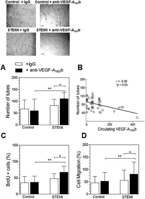 Blocking Serum Vegf A 165 B From Stemi Patients With A Neutralizing