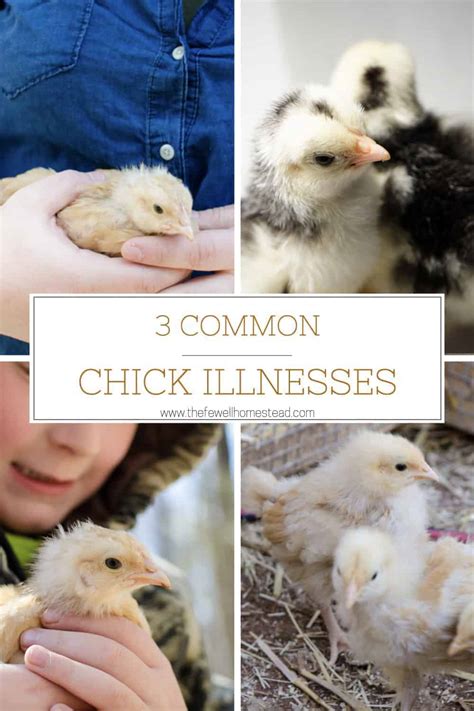 3 Common Chick Illnesses And How To Naturally Treat Them Amy Fewell