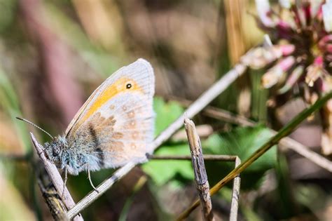 Inseto Borboleta Entomologia Foto Gratuita No Pixabay Pixabay