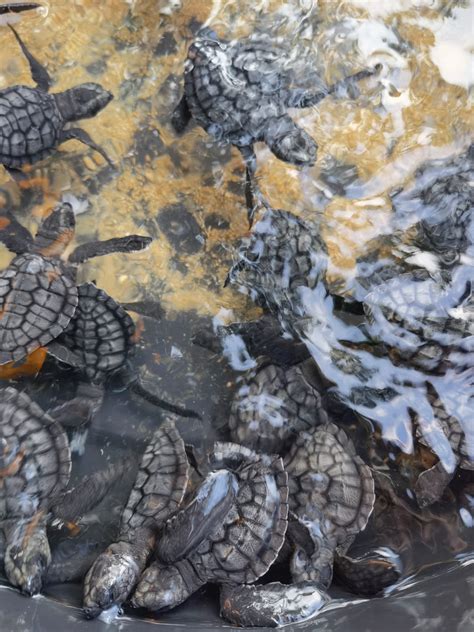 Turtle Conservation Bali - The Travellist