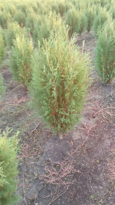Купить Тую западную Вагнери. Thuja occidentalis "Wagneri | PLANTE.md