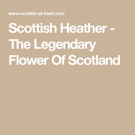 Scottish Heather The Legendary Flower Of Scotland Scottish Heather