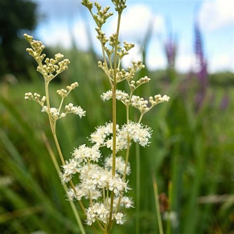 Filipendula ulmaria Echtes Mädesüß UG3 Blütenmeer GmbH