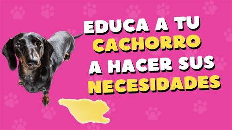 5 SECRETOS para enseñarle a tu CACHORRO a hacer sus necesidades YouTube