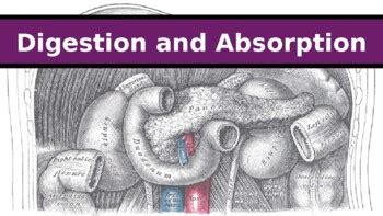 Ib Biology Chapter Digestions And Absorption By Ib And Myp Resources