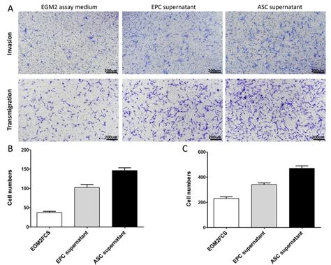 Supernatant From ASC Cultures Promotes EPC Invasion And Migration In