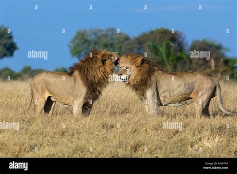 Two male lions standing face to face Stock Photo - Alamy