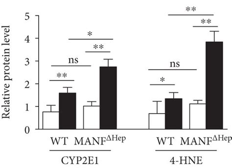 Hepatocyte Manf Deletion Activates Oxidative Stress In Alcohol Induced Download Scientific