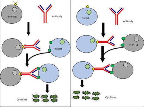 Cytokine Release Syndrome: An Overview on its Features and Management ...