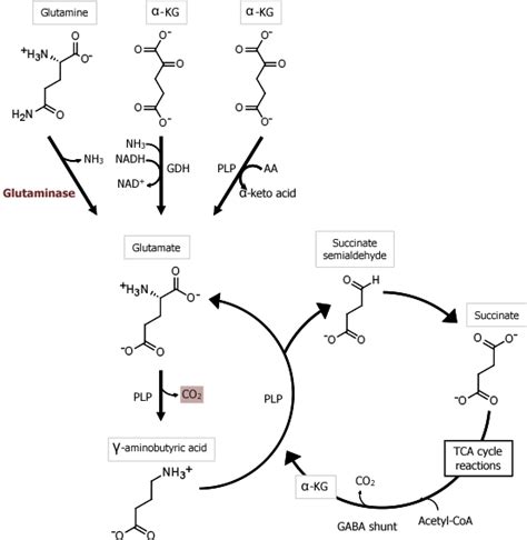 2 Neurotransmitters — Ach Glutamate Gaba And Glycine Medicine