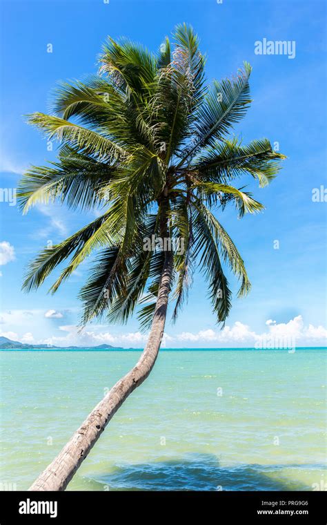 Coconut Tree On The Ocean Against Blue Sky In Koh Samui Island In