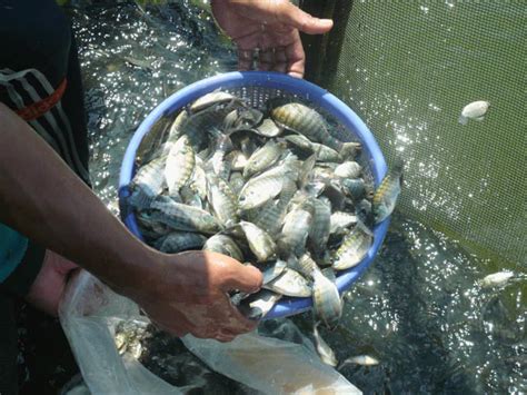 Genetically Male Vs Mixed Sex Nile Tilapia Performance Compared In Ras Responsible Seafood