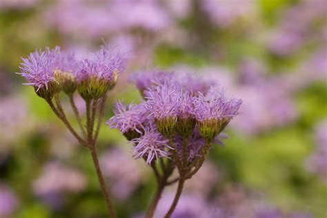 Types Of Purple Wildflowers