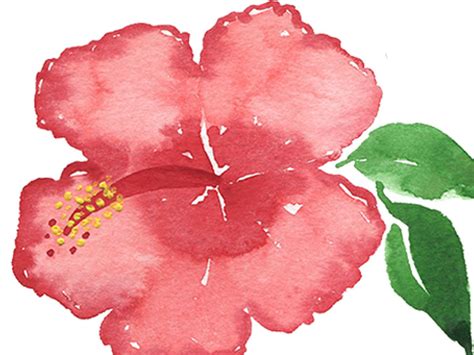 Tutorial How To Paint Hibiscus Flowers In Watercolour Emily Wassell