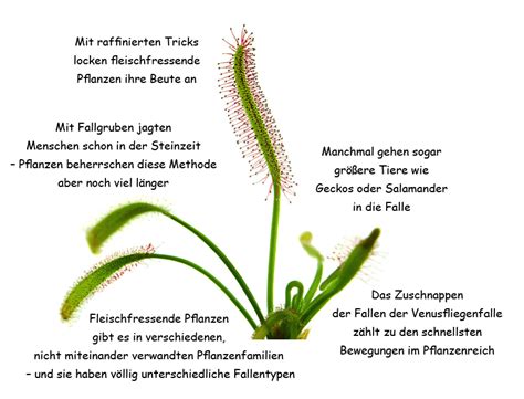 Fleischfressende Pflanzen