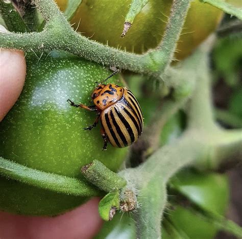 Garden Pest Identification Uk Fasci Garden