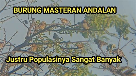 Tempat Habitat Burung Gereja Ratusan Burung Mncari Makan Youtube