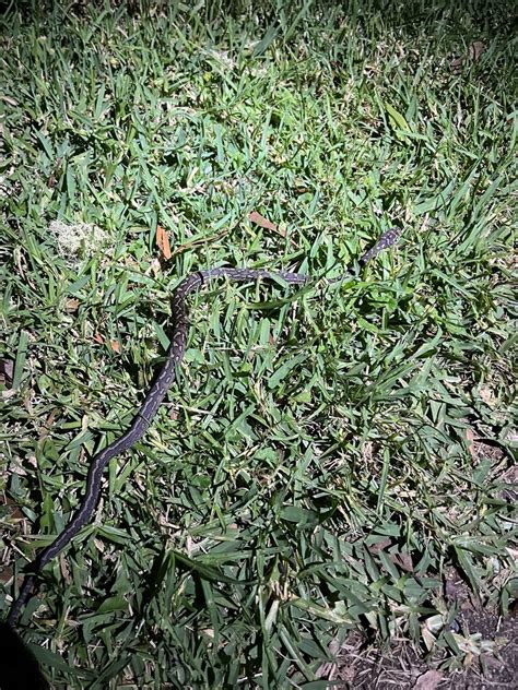 Coastal Carpet Python From O Reilly S Rainforest Retreat O Reilly QLD