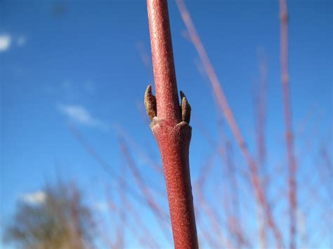 Cornus Sanguinea Cornouiller Photo Gratuite Sur Pixabay Pixabay