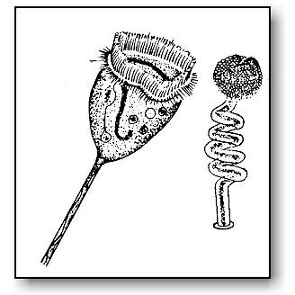 Vorticella | Microbus Microscope Educational Website