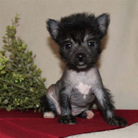 Chinese Crested Puppies For Sale • Adopt Your Puppy Today • Infinity Pups