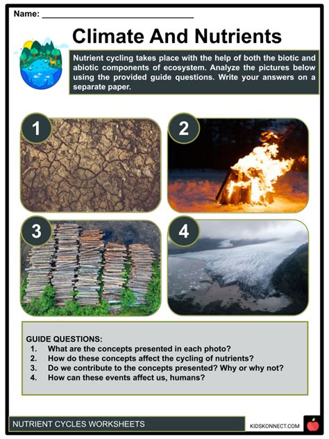 Nutrient Cycles Worksheets