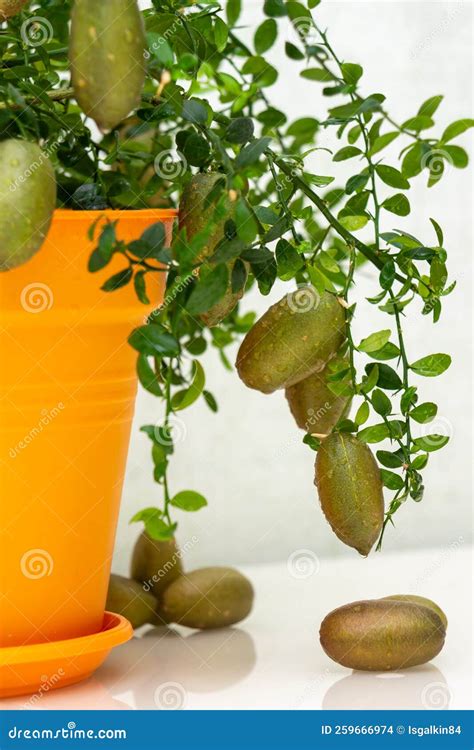 Outlandish Potted Citrus Plant Australian Finger Lime With Burgundy Fruits Indoor Tree Growing