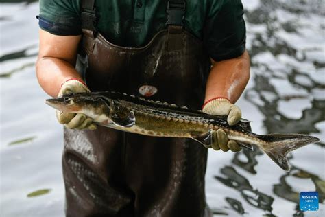 China Daily On Twitter Yangtze Sturgeon Also Known As Dabrys