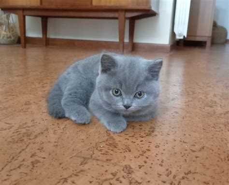 Gato British Shorthair Bajouca Olx Portugal