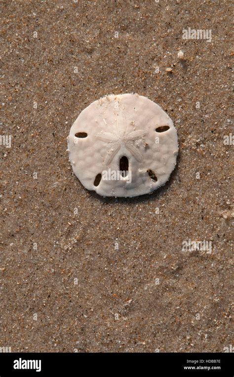 Sand Dollar Padre Island National Seashore Texas Stock Photo Alamy