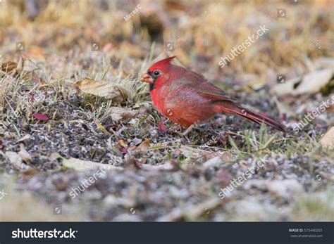 Male Northern Cardinal Winter Stock Photo 515440201 | Shutterstock