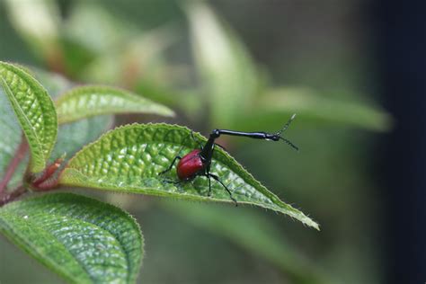 giraffe beetle zoochat