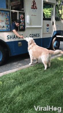 Ice Cream Puppy Shocked GIF - Ice Cream Puppy Shocked Oh My - Discover & Share GIFs