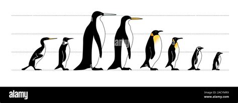 Extinct and living penguin comparison. Computer illustration comparing ...