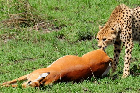 25 Fascinating Facts About Cheetahs Cheetahs Spots
